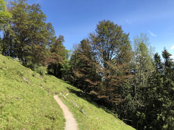 Jalan Jalan Dan Pendakian Jalur Rekreasi Gunung Buergenstock Atau Burgenstock — Stok Foto