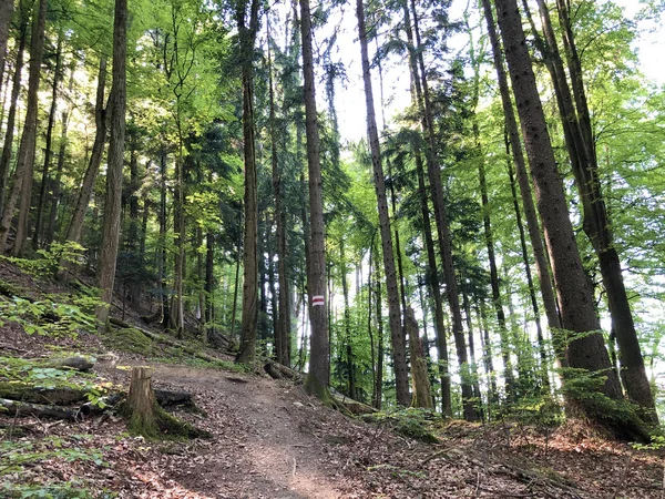 Szlaki Turystyczne Turystyczne Buergenstock Lub Burgenstock Ennetburgen Ennetbuergen Kanton Nidwalden — Zdjęcie stockowe