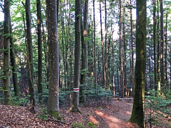 Spazier Und Wanderwege Berg Buergenstock Oder Burgenstock Ennetburgen Kanton Nidwalden — Stockfoto