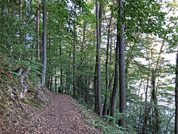 Szlaki Turystyczne Turystyczne Buergenstock Lub Burgenstock Ennetburgen Ennetbuergen Kanton Nidwalden — Zdjęcie stockowe