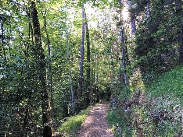 Walking Hiking Recreational Trails Mountain Buergenstock Burgenstock Ennetburgen Ennetbuergen Canton — Stock Photo, Image