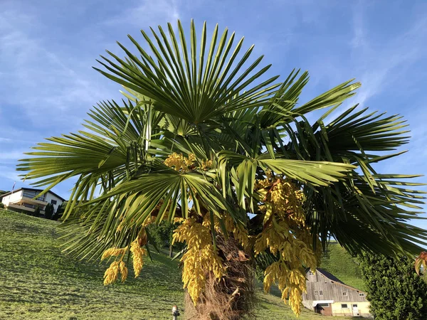 Rio Grande palmetto (Sabal mexicana), Meksika palmetosu, Teksas palmiyesi, Teksas palmiyesi, Palmmetto lahanası veya Palma de micharos