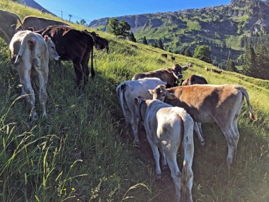 Wagital veya Waegital vadisinde ve alp wagitalersee (Waegitalersee), Innerthal - Schwyz Kantonu, İsviçre tarafından otlaklarda inekler