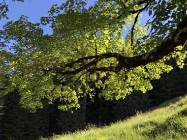 Wagital veya Waegital vadisinde ve Wagitalersee Alp Gölü kıyısında (Waegitalersee), Innerthal - Schwyz Kantonu, İsviçre