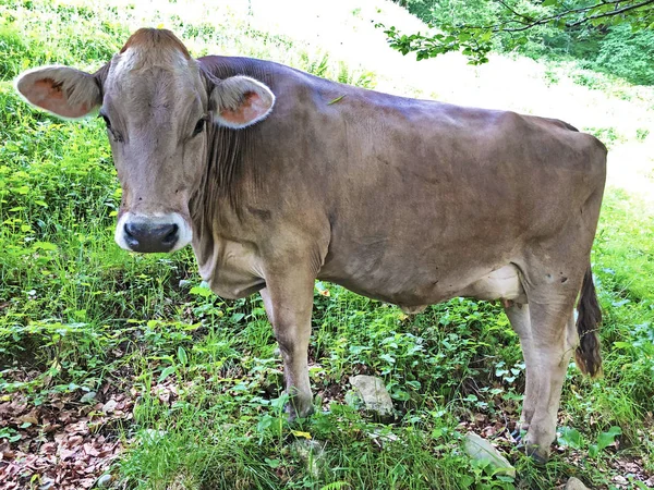 Vacas Nas Pastagens Vale Wagital Waegital Junto Lago Alpino Wagitalersee — Fotografia de Stock