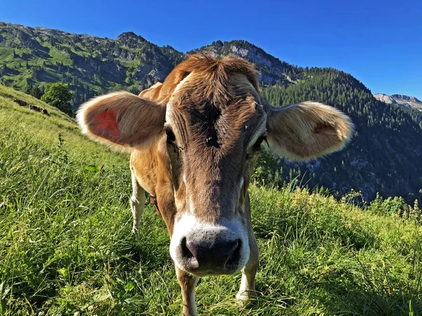 Vacas Nas Pastagens Vale Wagital Waegital Junto Lago Alpino Wagitalersee — Fotografia de Stock