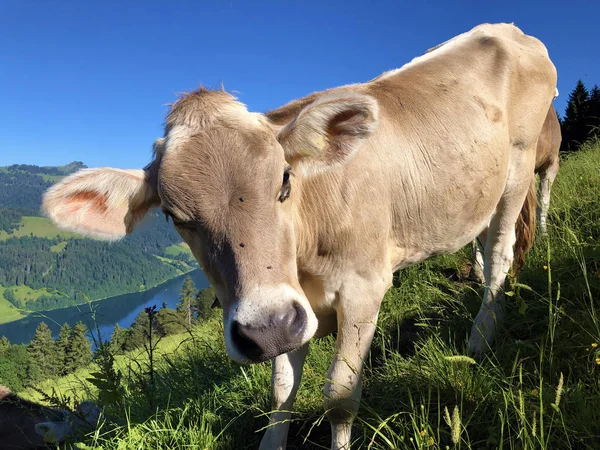 在瓦吉塔尔或瓦吉塔尔山谷的草地上的牛 以及高山瓦吉塔勒湖 瓦吉塔勒湖 内塔尔 瑞士施维茨州 — 图库照片