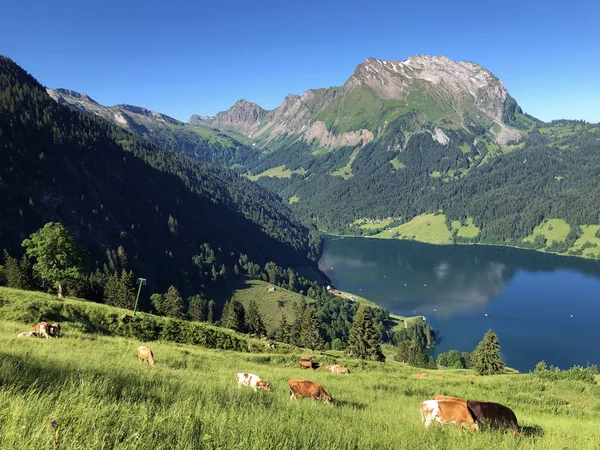 ワギタルまたはワギタルの谷の草原の牛と高山のワギタレル湖 Waegitalersee インナータール シュヴィーツ州 スイス — ストック写真