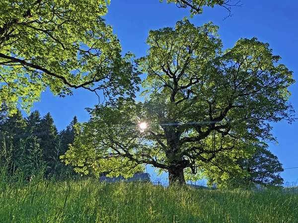 Смешанные Леса Деревья Долине Вагитал Вэгитал Альпийском Озере Вагиталерзее Waegitalersee — стоковое фото