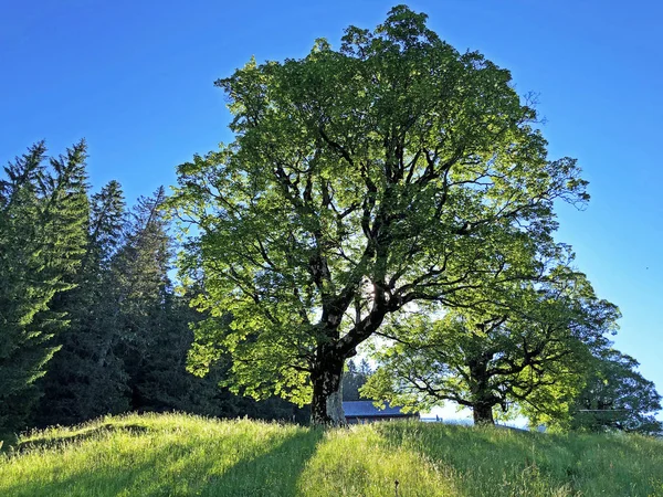 Bosques Árboles Mixtos Valle Wagital Waegital Junto Lago Alpino Wagitalersee —  Fotos de Stock