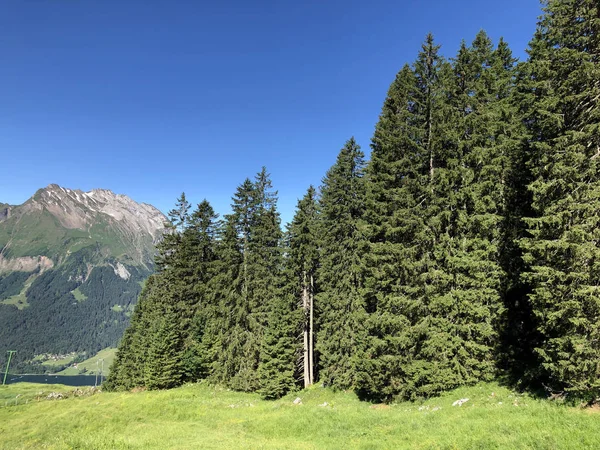 Stálezelené Nebo Jehličnaté Lesy Údolí Wagital Nebo Waegital Alpské Jezero — Stock fotografie