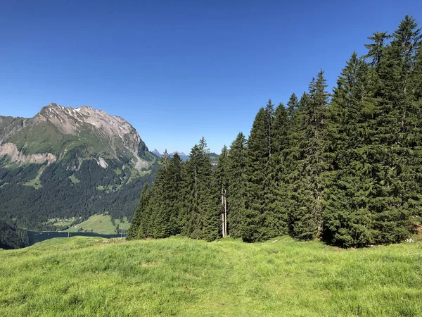 Stálezelené Nebo Jehličnaté Lesy Údolí Wagital Nebo Waegital Alpské Jezero — Stock fotografie