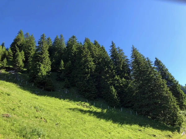 Bosques Hoja Perenne Coníferas Valle Wagital Waegital Junto Lago Alpino —  Fotos de Stock