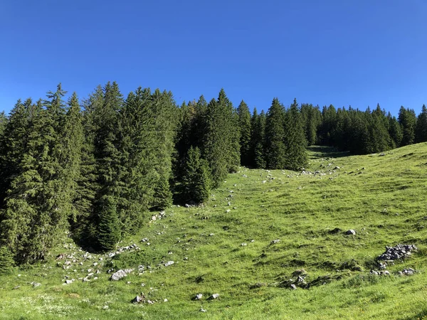 Florestas Perenes Coníferas Vale Wagital Waegital Junto Lago Alpino Wagitalersee — Fotografia de Stock