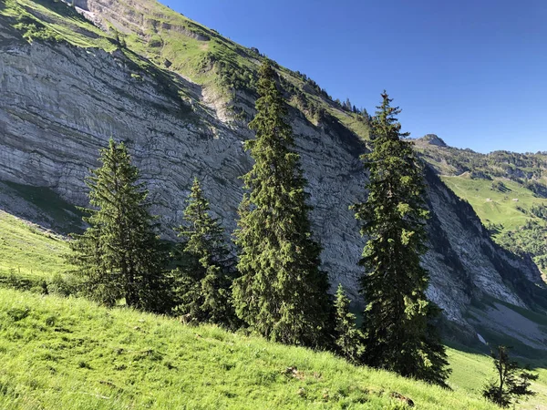 Lasy Wiecznie Zielone Lub Iglastych Dolinie Wagital Lub Waegital Alpejskie — Zdjęcie stockowe