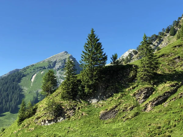 Forêts Persistantes Conifères Dans Vallée Wagital Waegital Près Lac Alpin — Photo