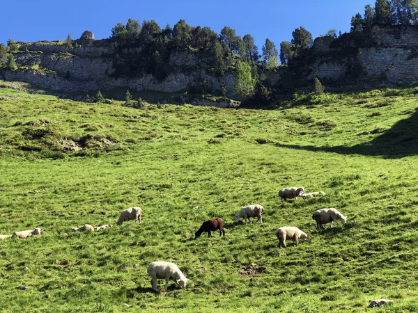瓦吉塔尔或瓦吉塔尔山谷的草原上的绵羊 以及瑞士施维茨州内塔塔尔的高山瓦吉塔勒湖 瓦吉塔勒湖 的草原上的羊群 — 图库照片