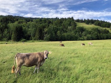Sihltal Vadisi 'ndeki çayırlarda inekler ve yapay Sihlsee Gölü, Studen - Schwyz Kantonu, İsviçre