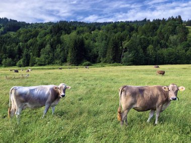 Sihltal Vadisi 'ndeki çayırlarda inekler ve yapay Sihlsee Gölü, Studen - Schwyz Kantonu, İsviçre