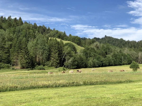 Vaches Dans Les Prairies Vallée Sihltal Près Lac Artificiel Sihlsee — Photo