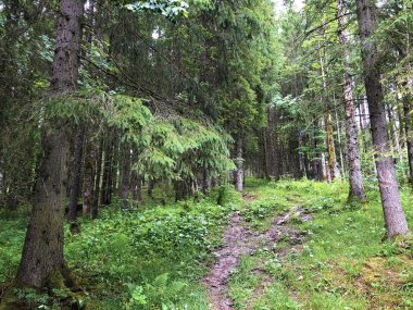 Sihltal Vadisi 'nde yürüyüş ve yürüyüş yolları ve yapay Sihlsee Gölü, Studen - Schwyz Kantonu, İsviçre