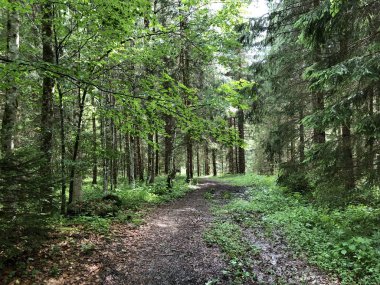 Sihltal Vadisi 'nde yürüyüş ve yürüyüş yolları ve yapay Sihlsee Gölü, Studen - Schwyz Kantonu, İsviçre