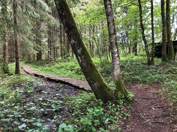 Hiking Walking Trails Sihltal Valley Artificial Lake Sihlsee Studen Canton — Stock Photo, Image