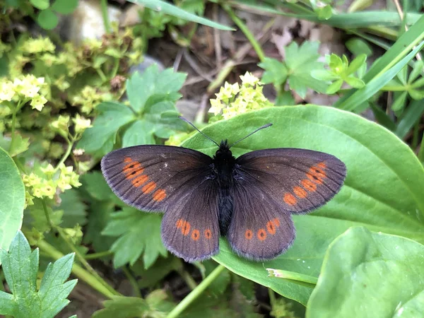 小山环蝶或山环蝶Erebia Epiphron或Der Knochs Mohrenfalter Schmetterling Leptir Mali Planinski Oka — 图库照片