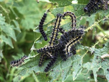 Küçük kaplumbağa kabuğu kelebeği larvaları (Aglais urticae), Die Schmetterlingslarven von Kleine Fuchs veya Licinke leptira Kopridja ridja