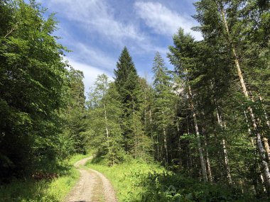 Sihltal Vadisi 'ndeki karışık orman ve ağaçlar ve Sihlsee Gölü, Studen - Schwyz Kantonu, İsviçre