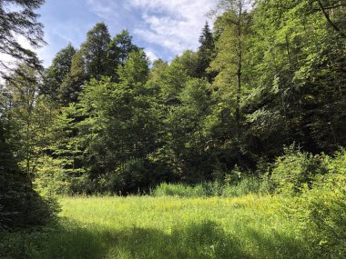 Sihltal Vadisi 'ndeki karışık orman ve ağaçlar ve Sihlsee Gölü, Studen - Schwyz Kantonu, İsviçre