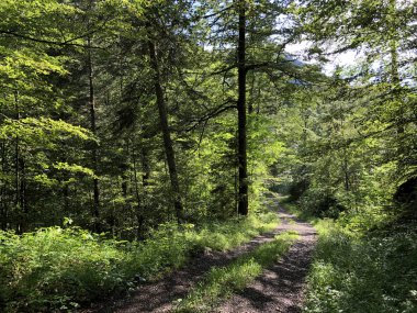 Sihltal Vadisi 'ndeki karışık orman ve ağaçlar ve Sihlsee Gölü, Studen - Schwyz Kantonu, İsviçre