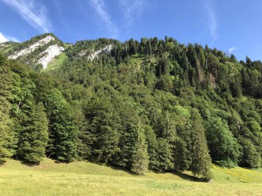 Sihltal Vadisi 'ndeki karışık orman ve ağaçlar ve Sihlsee Gölü, Studen - Schwyz Kantonu, İsviçre
