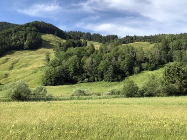 Sihltal Vadisi 'ndeki karışık orman ve ağaçlar ve Sihlsee Gölü, Studen - Schwyz Kantonu, İsviçre