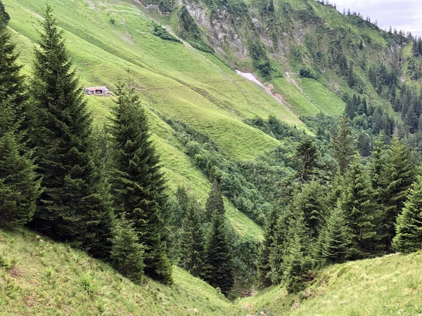Gemengde Bossen Bomen Het Sihltal Aan Sihlsee Studen Kanton Schwyz — Stockfoto