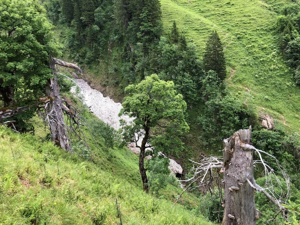 Mischwälder Und Bäume Sihltal Und Künstlichen Sihlsee Studen Kanton Schwyz — Stockfoto