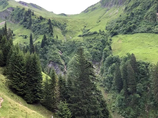 탈계곡의 나무들이 뒤섞여 스위스 스투든 힐체에 — 스톡 사진