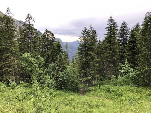 Forêts Mixtes Arbres Dans Vallée Sihltal Près Lac Artificiel Sihlsee — Photo