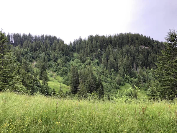 瑞士施维茨州斯库尔登市Sihlsee人工湖边的Sihltal山谷常绿或针叶树林 — 图库照片