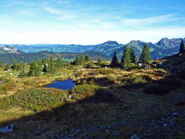 Churfirsten sıradağlarında ve Toggenburg bölgesinde, Starkenbach - St. Gallen, İsviçre Kantonu - Evergreen veya kozalaklı ormanlar