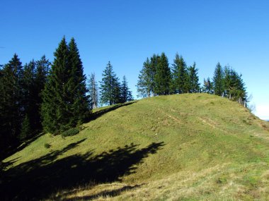 Churfirsten sıradağlarında ve Toggenburg bölgesinde, Starkenbach - St. Gallen, İsviçre Kantonu - Evergreen veya kozalaklı ormanlar