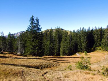 Churfirsten sıradağlarında ve Toggenburg bölgesinde, Starkenbach - St. Gallen, İsviçre Kantonu - Evergreen veya kozalaklı ormanlar