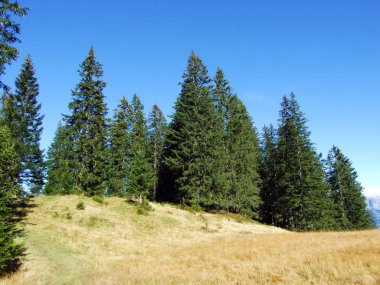 Churfirsten sıradağlarında ve Toggenburg bölgesinde, Starkenbach - St. Gallen, İsviçre Kantonu - Evergreen veya kozalaklı ormanlar