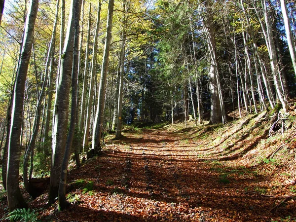 Mischwälder Und Bäume Churfirsten Und Toggenburg Starkenbach Kanton Gallen Schweiz — Stockfoto