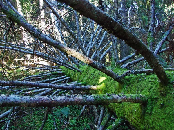Smíšené Lesy Stromy Pohoří Churfirsten Regionu Toggenburg Starkenbach Kanton Gallen — Stock fotografie
