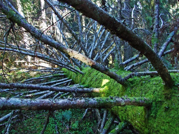 Mixed Forests Trees Churfirsten Mountain Range Toggenburg Region Starkenbach Canton — ストック写真