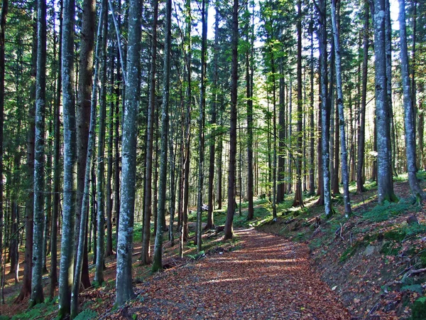 าผสมและต นไม บนภ เขา Churfirsten และในภ ภาค Toggenburg Starkenbach แคนต — ภาพถ่ายสต็อก