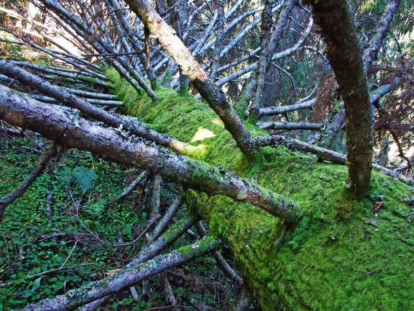 Forêts Mixtes Arbres Sur Chaîne Montagnes Churfirsten Dans Région Toggenburg — Photo