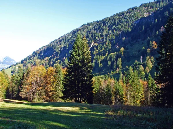 瑞士Starkenbach Canton Gallen的Churfirsten山脉和Toggenburg地区的混合森林和树木 — 图库照片