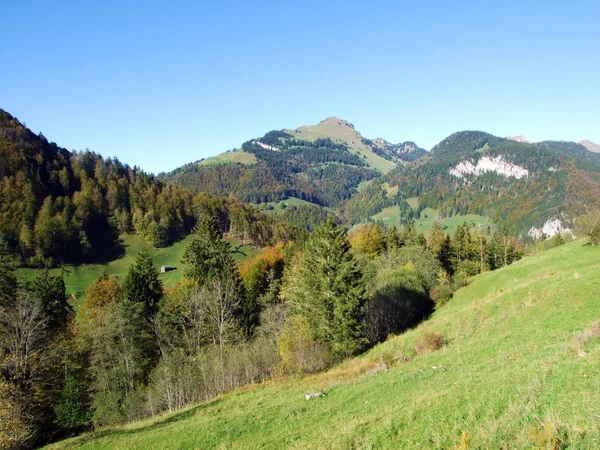 Lasy Mieszane Drzewa Pasmie Górskim Churfirsten Regionie Toggenburg Starkenbach Kanton — Zdjęcie stockowe